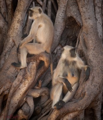 Monkeys of Ranthambhore