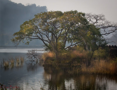 Ranthambhore