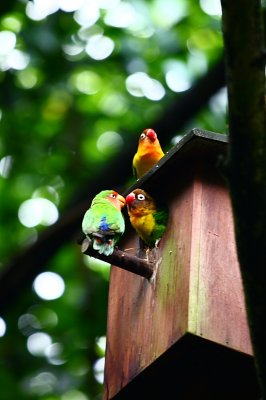 Jurong Bird Park