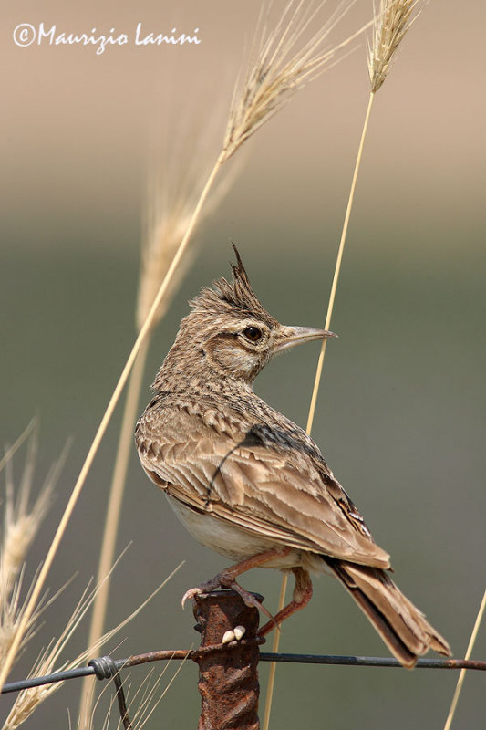 Crested lark