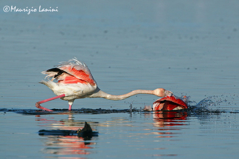 Greater flamingos fighting