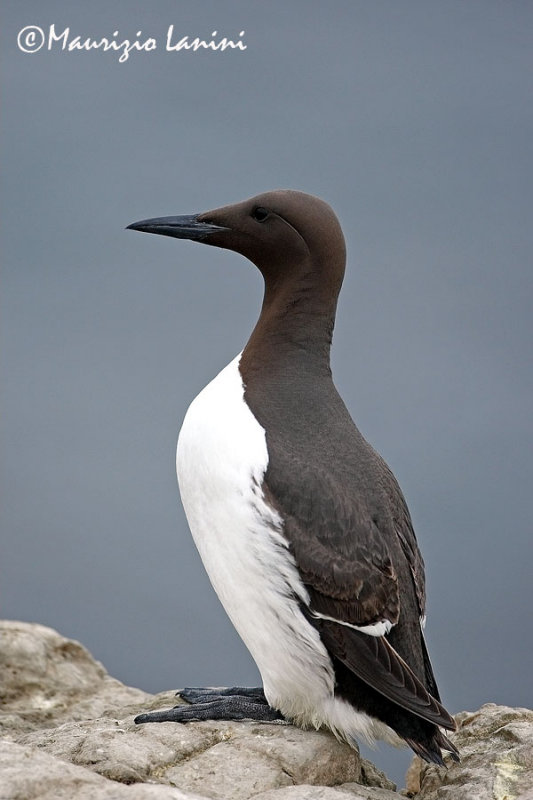 Uria , Guillemot