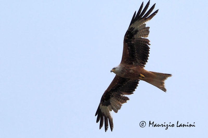 Nibbio reale , Red kite