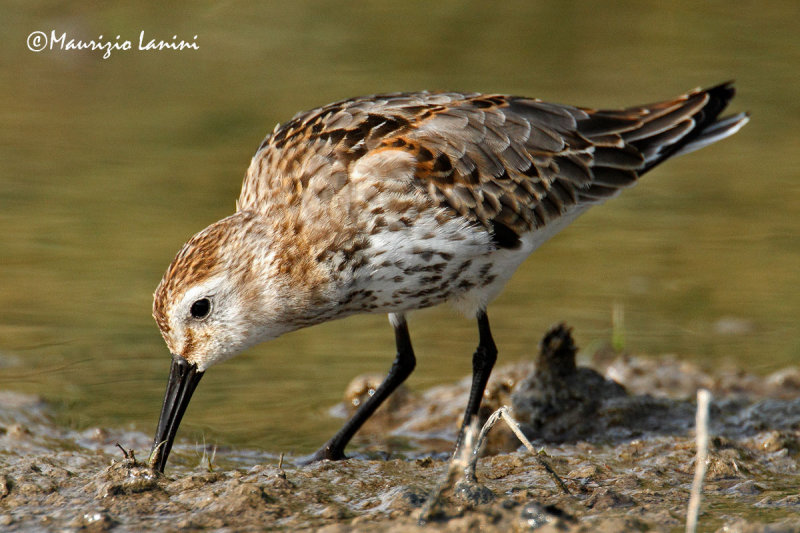 Piovanello pancianera , Dunlin