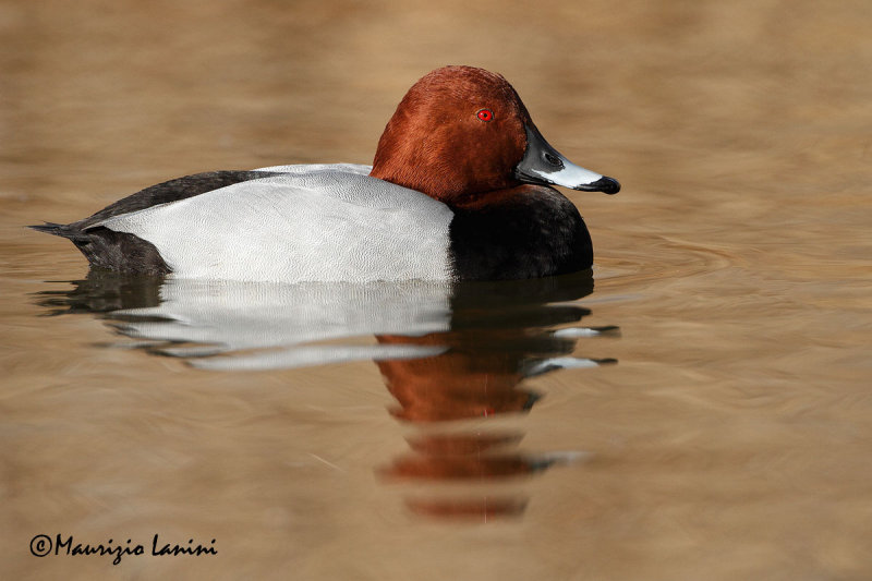 Moriglione , Common pochard