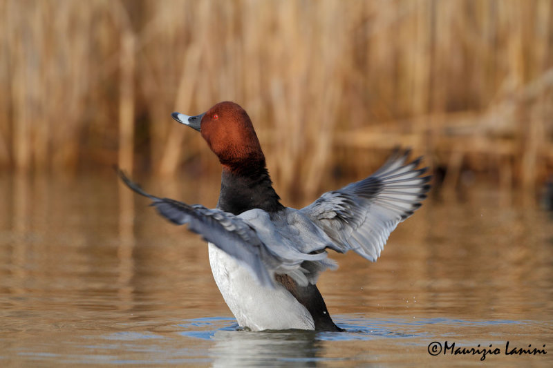 Moriglione , Common pochard