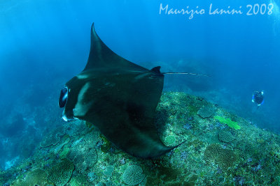 Manta Ray