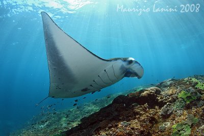 Manta Ray