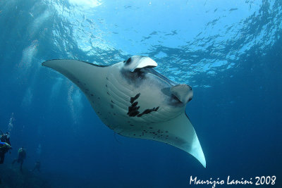 Manta Ray