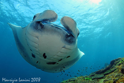 Manta Ray