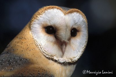 Barn owl close-up