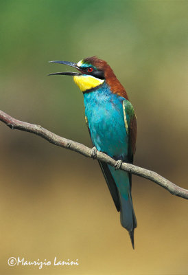 Bee-eater