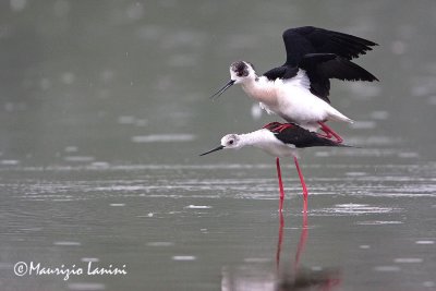 Black-winged stilt mating