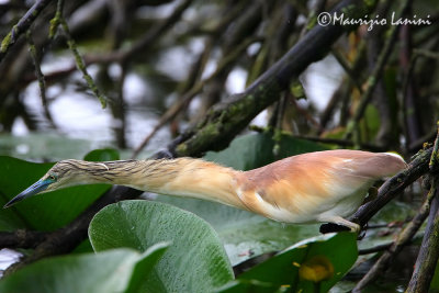 Squacco heron