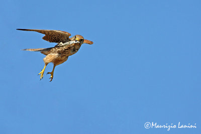 Kestrel