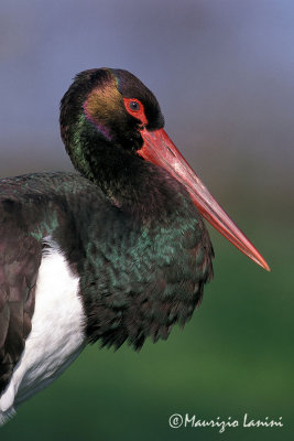 Black stork close-up
