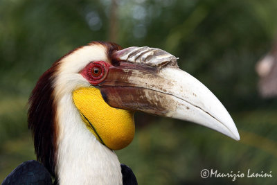 Wreated hornbill close-up