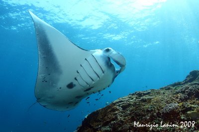 Manta ray