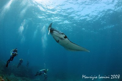 Manta ray 