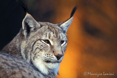Lynx close-up