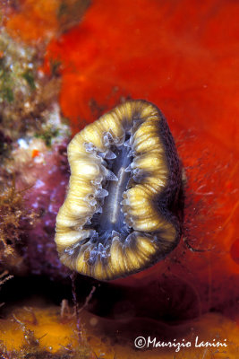 Mediterranenan coral