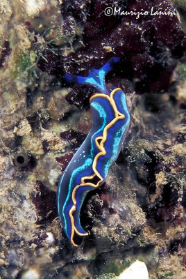 Sea slug