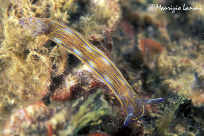 Nudibranch : Hypselodoris villafranca