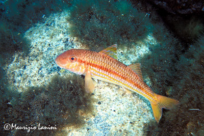 Goatfish