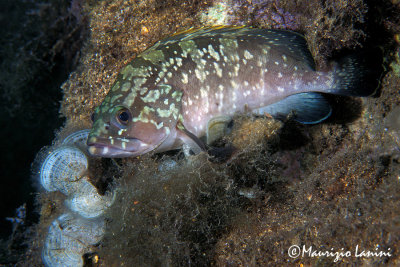 Young mediterranean grouper