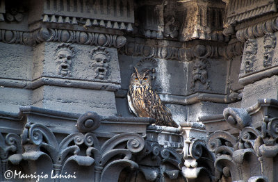 Eagle owl on the French Embassy in Rome