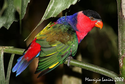 Black-capped  lory