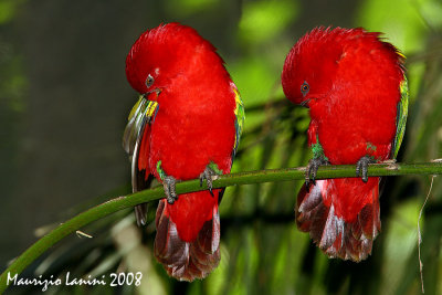 Yellow-backed chattering lory