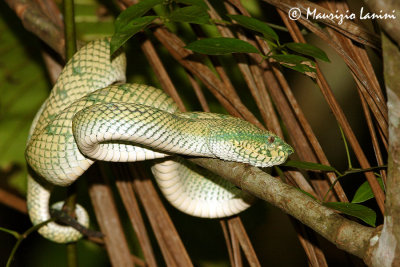 Wagler's Pit viper
