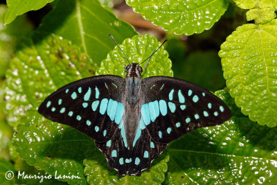 Graphium eurypylus