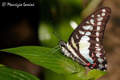 Graphium eurypylus