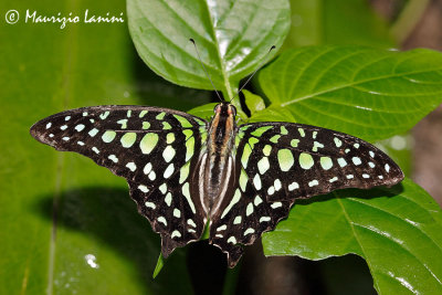 Graphium sarpedon