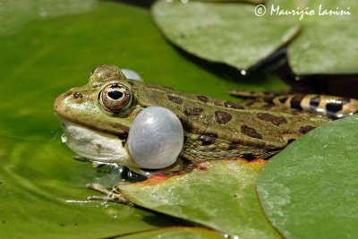 Common european frog