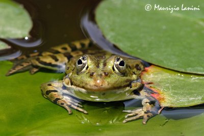 Common european frog