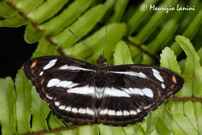 Pantoporia perius