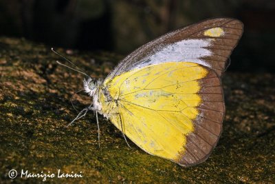 Appias epaphia