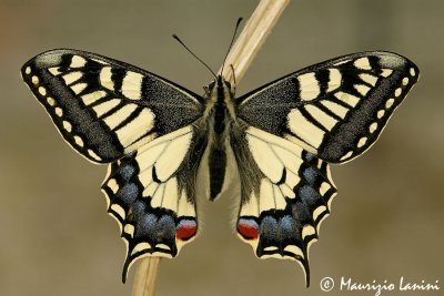 Papilio machaon