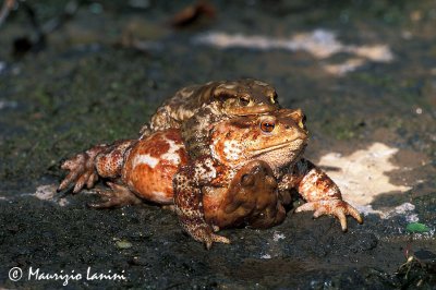 Common toad mating