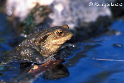 Common toad