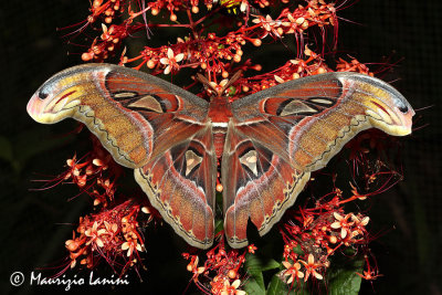 Attacus atlas
