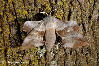 Laothoe populi