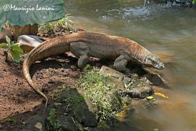 Komodo dragon