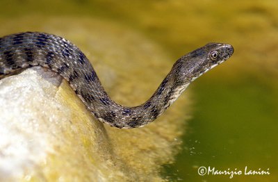 Natrix tessellata close-up