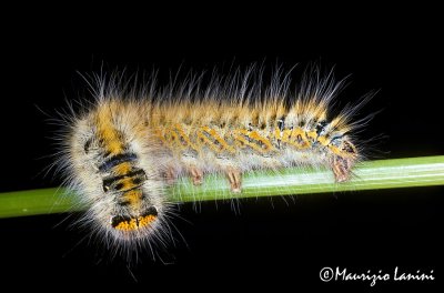 Caterpillar