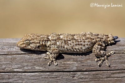 Tarentola mauritanica