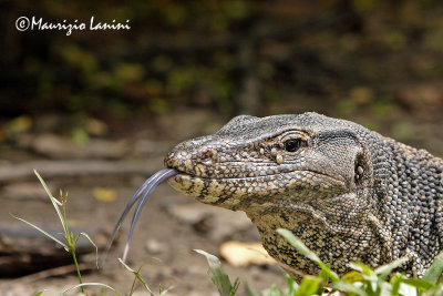 Monitor lizard close-up